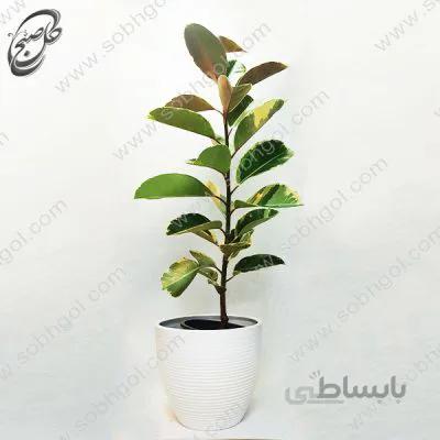 سفارش گل آنلاین – فیکوس الاستیکا ابلق طرح F-035 ( ارسال گل رایگان )