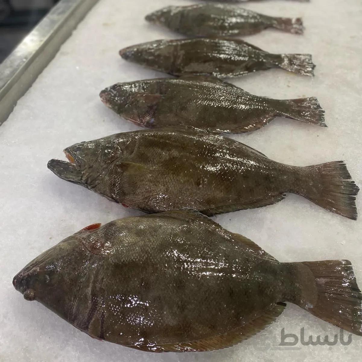 ماهی کفشک (3کیلو)
