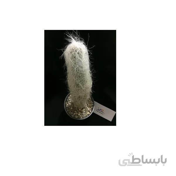 بذر اولدمن ده عدد