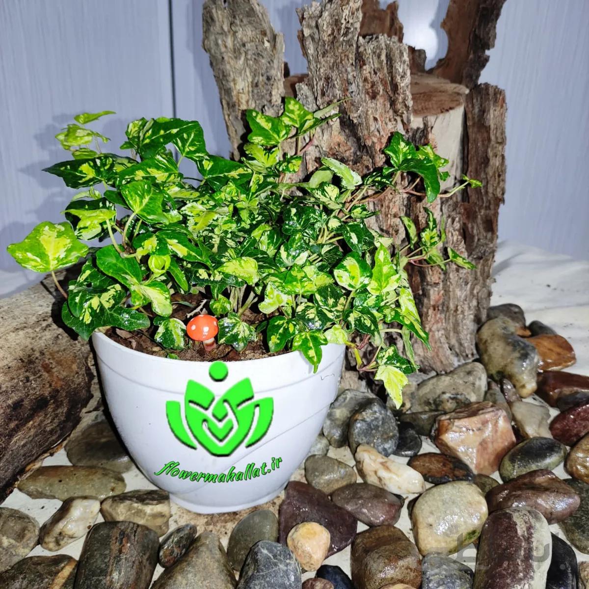 گل پاپیتال ا Hedera Helix