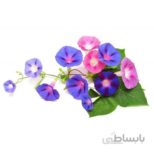 بذر گل نیلوفر الوان