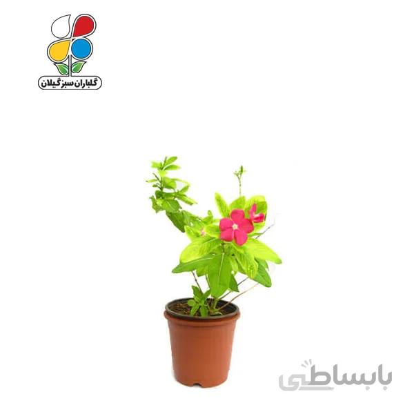 بذر گل پریوش بسته بندی کوچک مدل GPSF7S