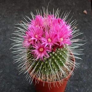 بذر کاکتوس مامیلاریا اسپینوسیسما ا mammillaria spinosissima