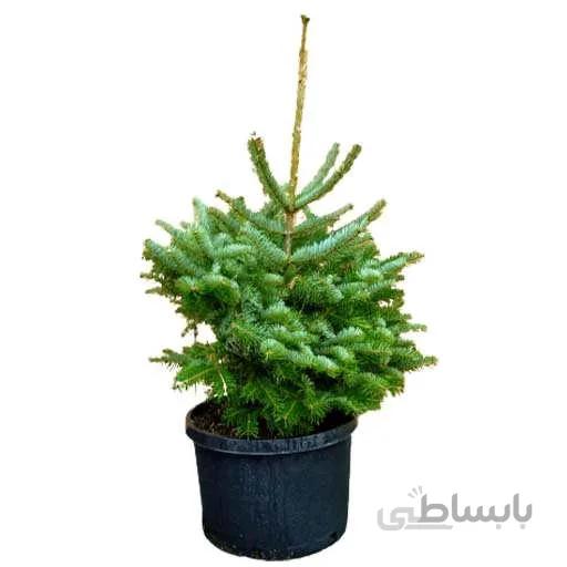 بذر کاج نراد برنمولریانا