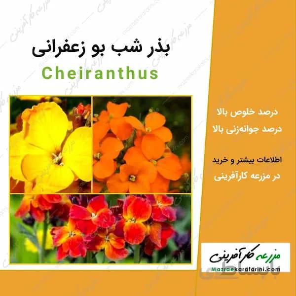 بذر گل شب بو زعفرانی Cheiranthus