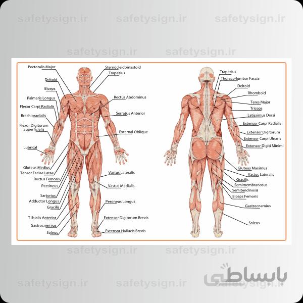 4605- آناتومی بدن – ماهیچه ها