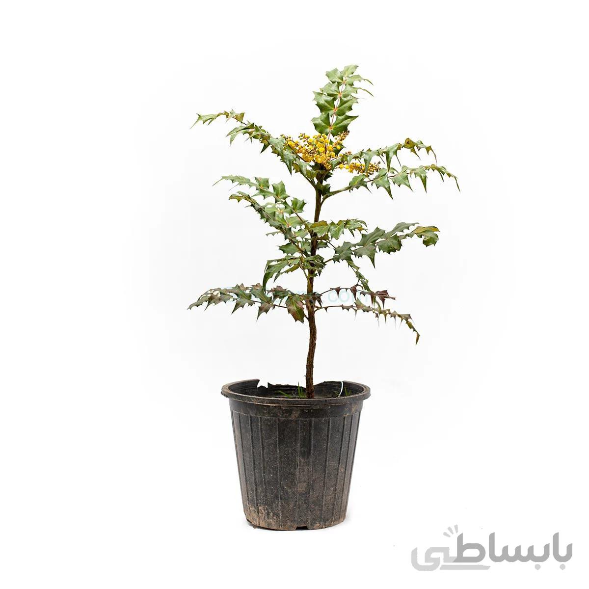 درختچه ماهونیا | سایز متوسط