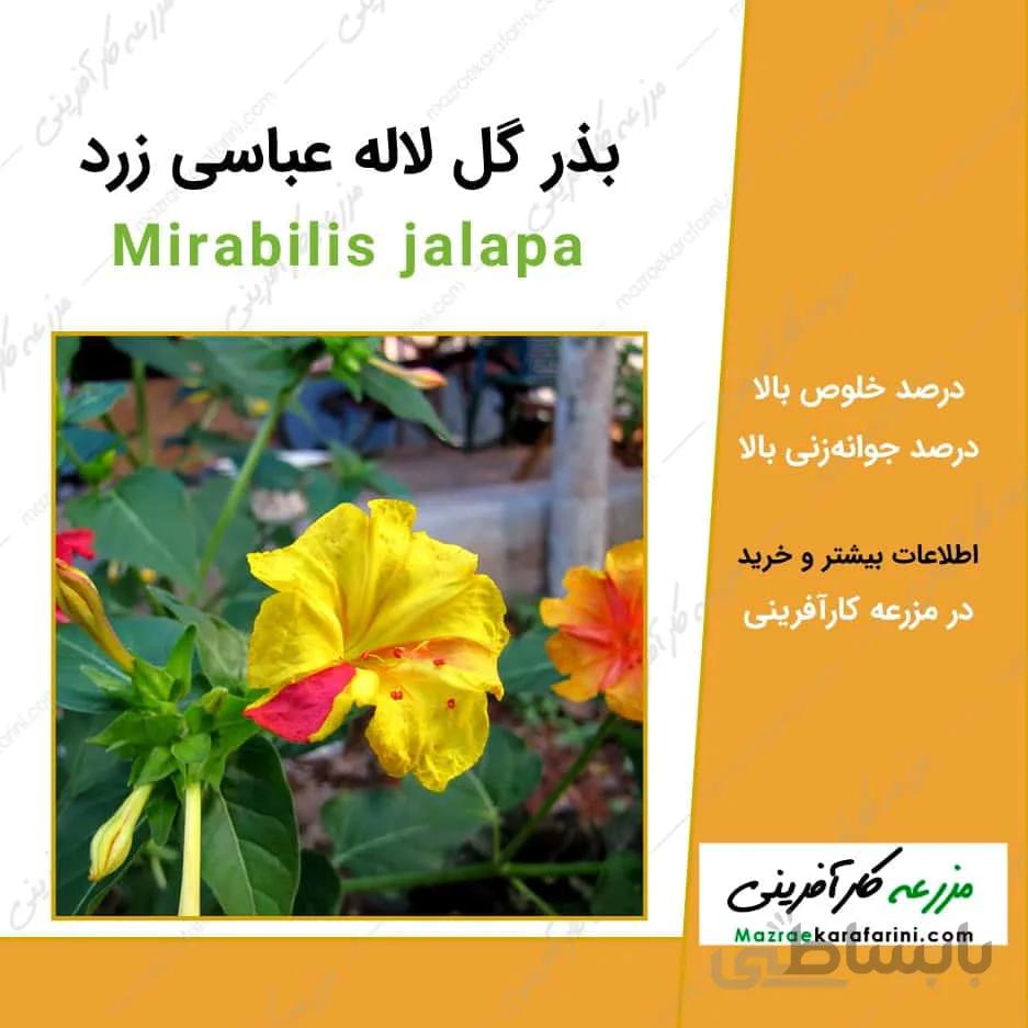 بذر گل لاله عباسی زرد