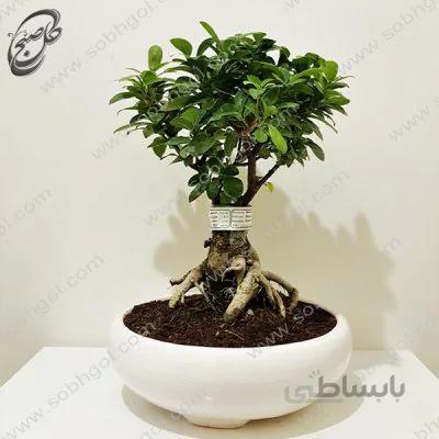بونسای جینسینگ اصل سایز 4 طرح B-057 ( ارسال گل رایگان )