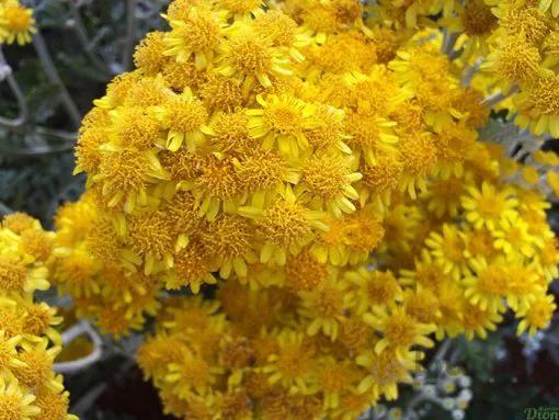 بذر گل ابری نقره ای پاکوتاه گلدانی بسته 100 عددی