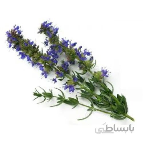 بذر گیاه زوفا بسته ۱ گرمی