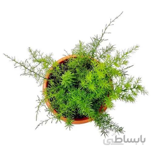 بذر شویدی