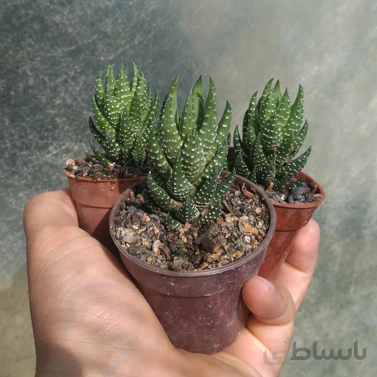 هاورتیا ستونی سبز