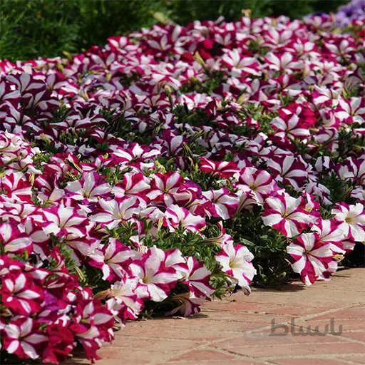 بذر گل اطلسی ستاره ای ارغوانی و سفید