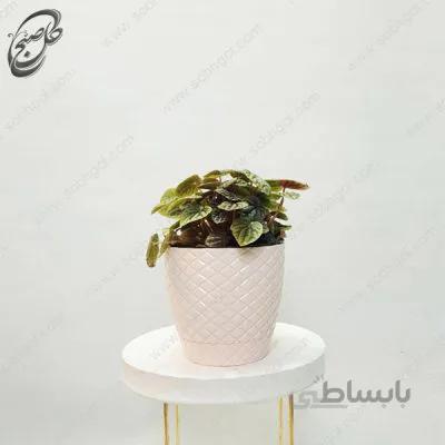 سفارش گل آنلاین – گل قاشقی-پپرومیا چروک طرح P-013