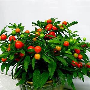 بذر فلفل زینتی گیلاسی