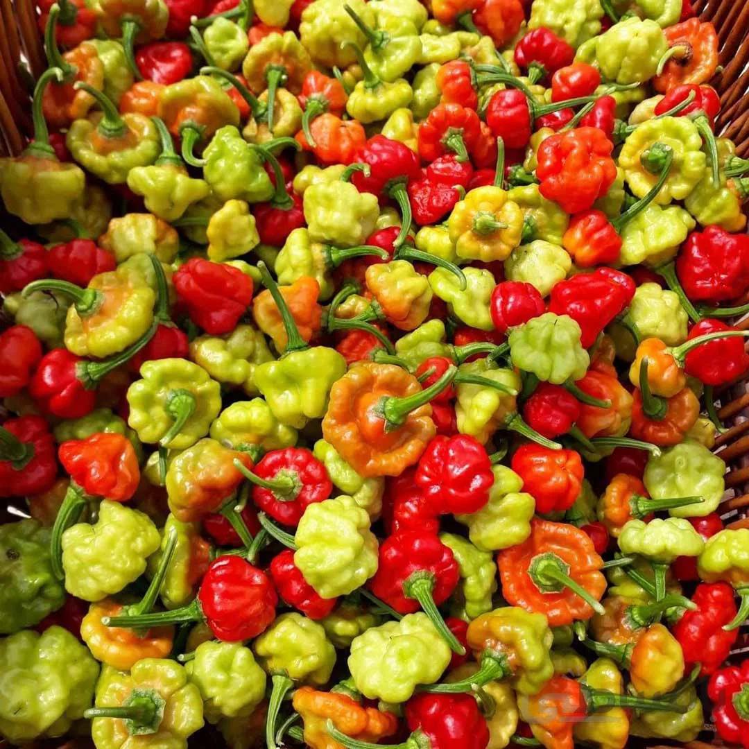 بذر فلفل ستاره ای (زنگوله ای)