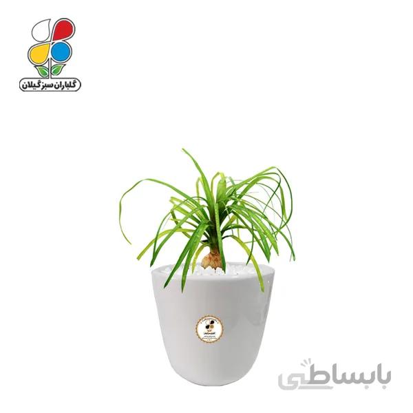 گیاه طبیعی لیندا کوچک گلباران