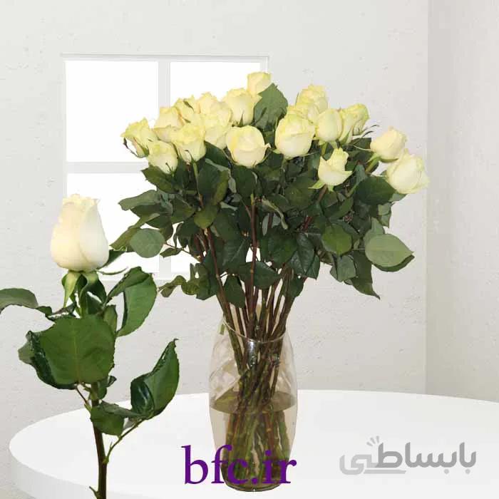 یک شاخه رز هلندی