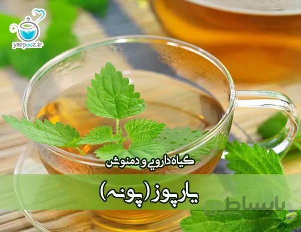 گیاه دارویی و دمنوش یارپوز (پونه کوهی)
