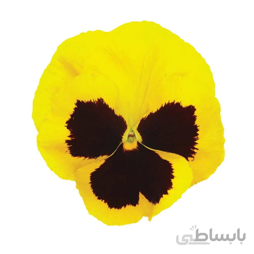 بذر بنفشه زرد Yellow Blotch