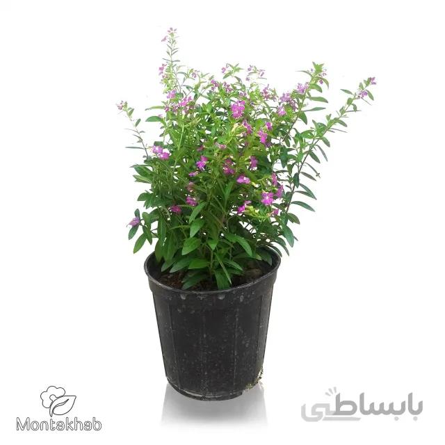 گیاه لافسونیا سایز 14