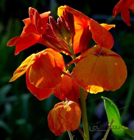 بذر گل شب بو زعفرانی ایتالیایی بسته 100 عددی