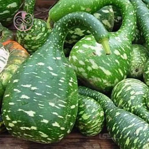 بذر کدو اردکی سبز