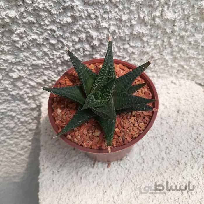 هاوارتیا اسپایدر بسیار خاص