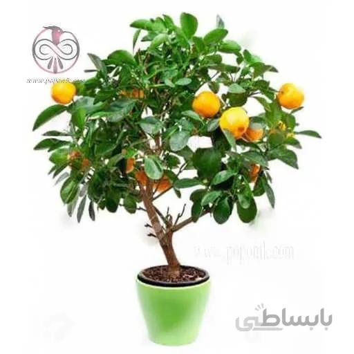 نهال نارنگی زينتی كالاموندين