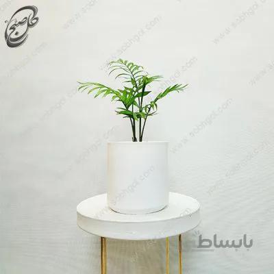 سفارش گل آنلاین – نخل شامادورا طرح Ch-012
