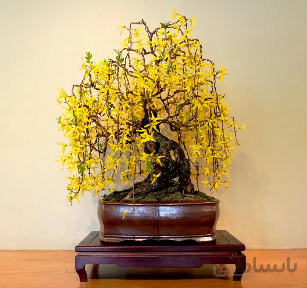 بذر بونسای گل یخ ( اورجینال )