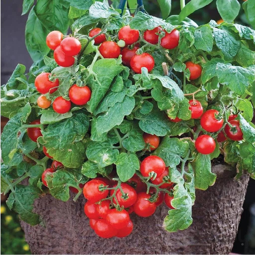 بذر گوجه فرنگی کوچک