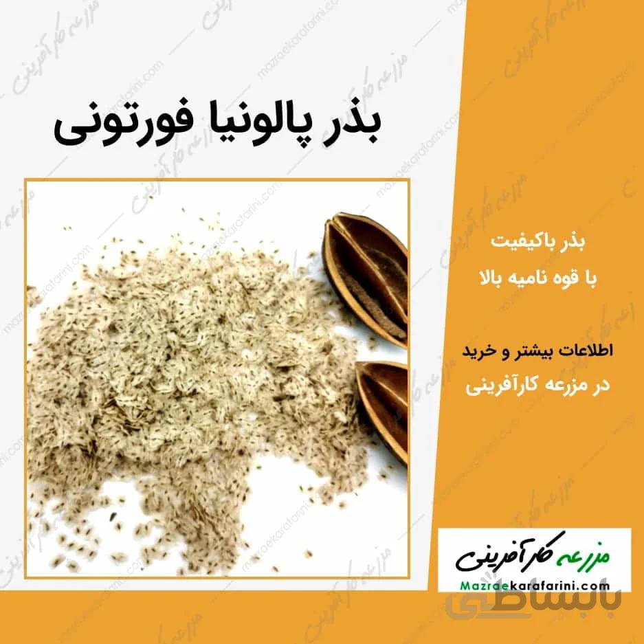 بذر پالونیا فورتونی-وارداتی-بسته 10 گرمی