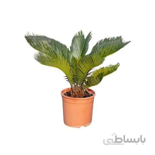 بذر درختچه سیکاس