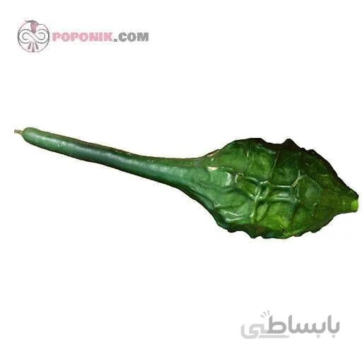 بذر کدو تنبل گرز