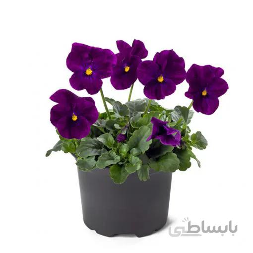بذر گل بنفشه خوراکی تزئینی بنفش بسته 200 عددی