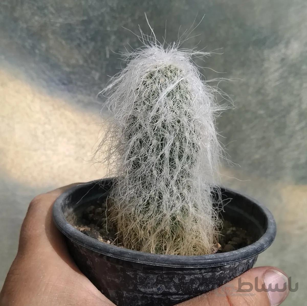 کاکتوس پیرمردی یا اولدمن