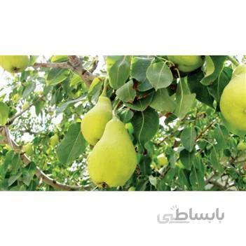 نهال گلابی پاکوتاه درگزی
