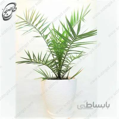 سفارش گل آنلاین – نخل فونیکس طرح P-080