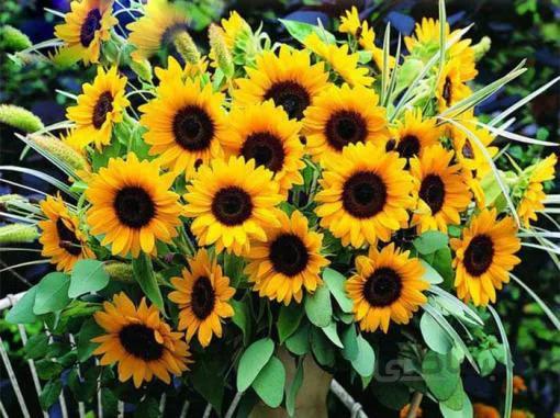 بذر گل آفتابگردان زینتی زرد پرگل بسته 50 عددی