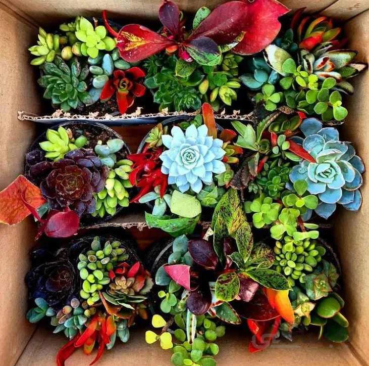 پکیج ساکولنت رنگارنگ 9 عددی