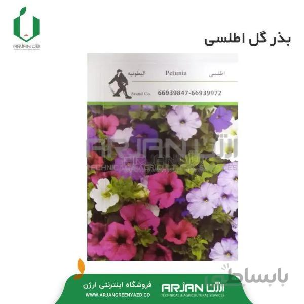 بذر گل اطلسی