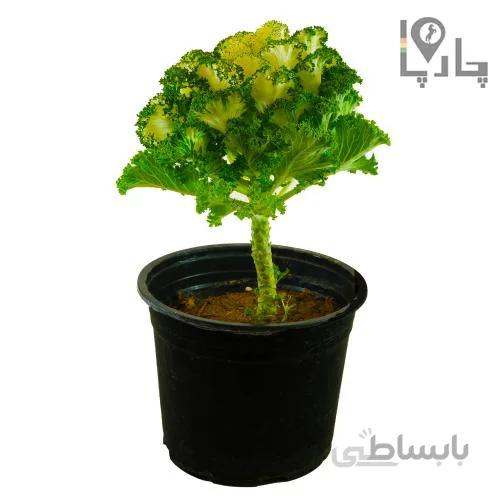 گیاه کلم زینتی سبز