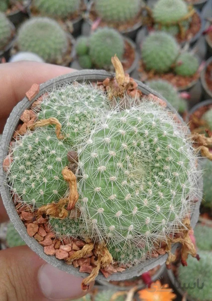 کاکتوس ریبوتیا | REBUTIA