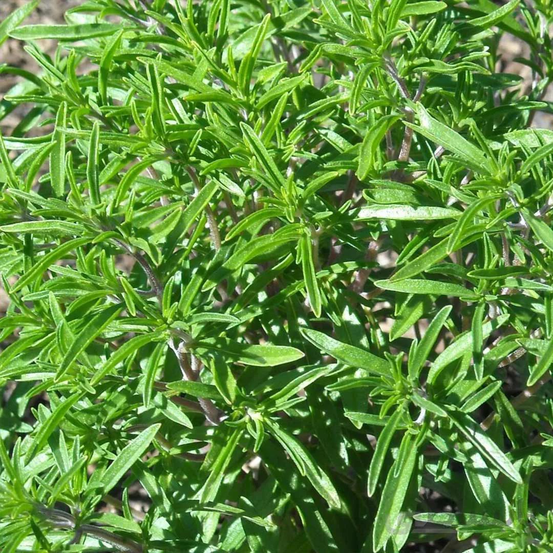 بذر مرزه معمولی