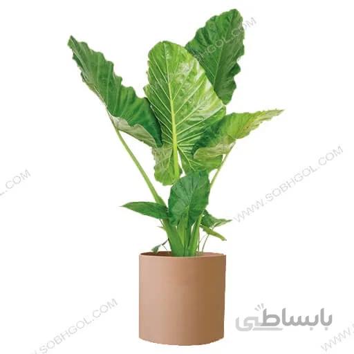 بابا آدم طرح E016 ( ارسال گل رایگان )