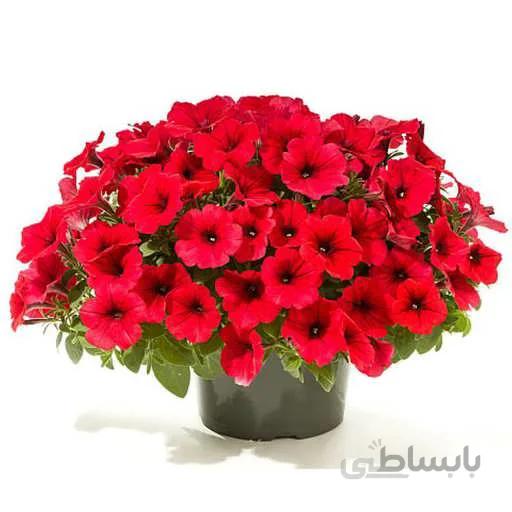 بذر گل اطلسی قرمز