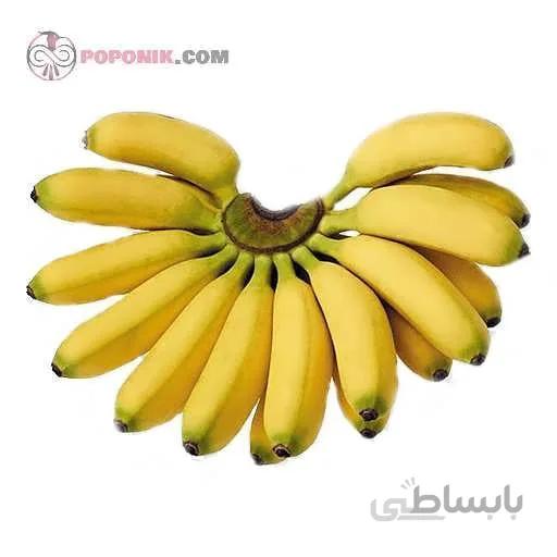 بذر درخت موز هاردی