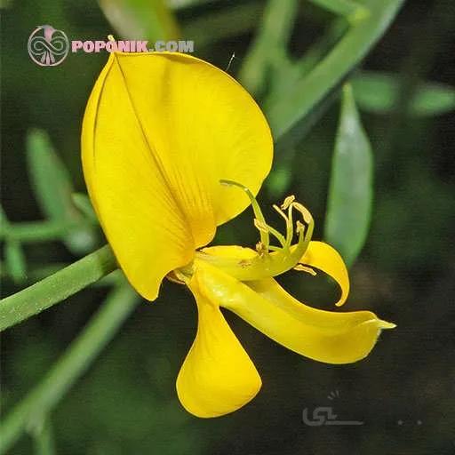 بذر یاس طاووسی